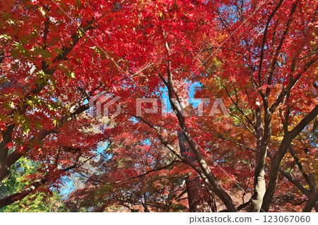 鎌倉之秋：圓覺寺正門前的紅葉 123067060