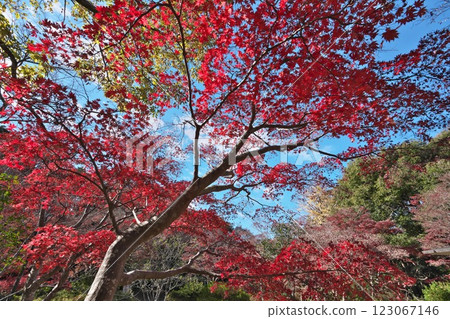 Kamakura in autumn: Vivid autumn leaves against the blue sky of Mt. Genji 123067146