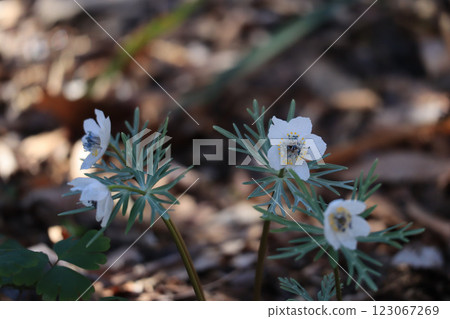 Uba lily Uba lily 123067269
