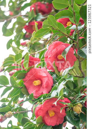 紅山茶花 紅山茶花 123067321