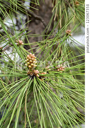 Trees / Pines Pinaceae Trees / Pines Pinaceae 123067358