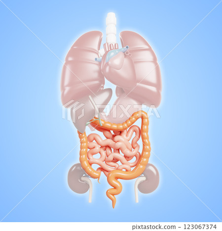 3d anatomy human internal organs. Medical poster with heart, lungs, liver, kidneys, stomach, colon, small intestine blue background. Gastrointestinal tract, digestive system concept. 3D illustration 123067374