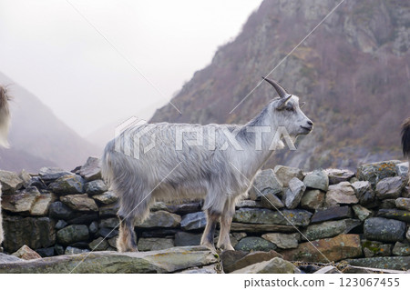 Mountain goat standing proudly near a stone wall in a rugged landscape at dusk 123067455