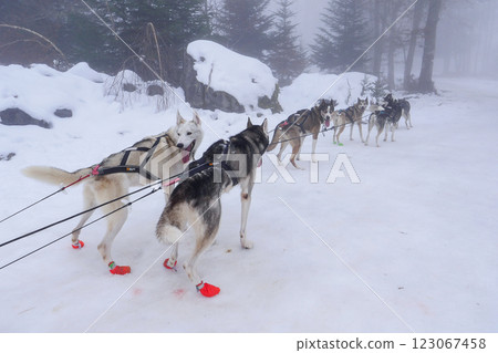 Sled dogs traverse a snowy landscape in foggy winter conditions during an adventure Sled dogs traverse a snowy landscape in foggy winter conditions during an adventure 123067458
