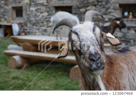 Curious goat observes visitors at a rustic mountain farm in the countryside during late afternoon Curious goat observes visitors at a rustic mountain farm in the countryside during late afternoon 123067469