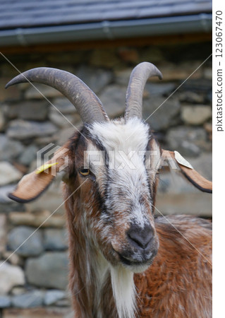 Goat with distinct horns and markings near a stone wall on a farm Goat with distinct horns and markings near a stone wall on a farm 123067470