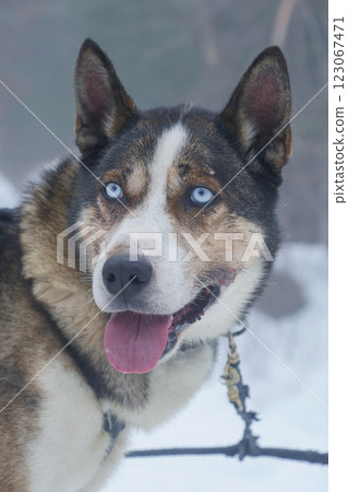 Husky with striking blue eyes poses in snowy landscape with frosty background Husky with striking blue eyes poses in snowy landscape with frosty background 123067471