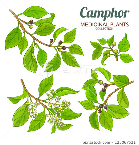 Camphor Branch Colored Detailed Illustration Camphor Branch Colored Detailed Illustration 123067521