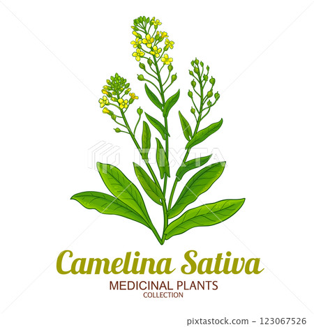 Camelina Sativa Plant Colored Illustration 123067526