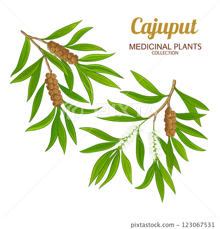 Cajuput Branch Colored Detailed Illustration 123067531