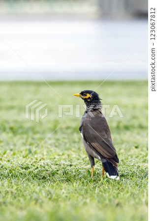 Funny common myna stands on a green lawn Funny common myna stands on a green lawn 123067812