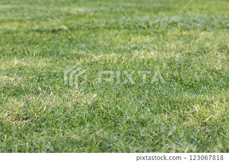 Green mown lawn, natural background 123067818