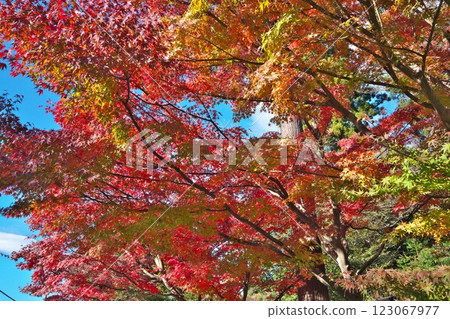 秋季的鎌倉：圓覺寺正門前的紅葉 123067977