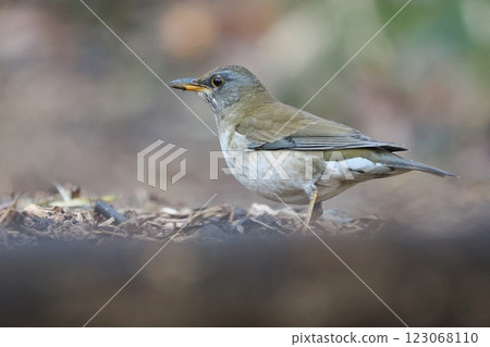 白腹 白腹 123068110