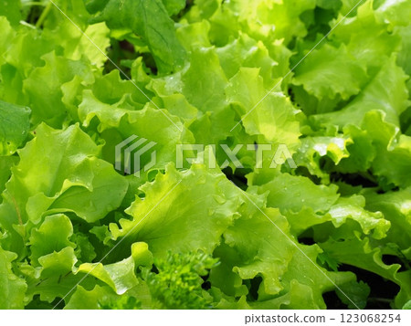 Curly lettuce healthy nutrition Curly lettuce healthy nutrition 123068254