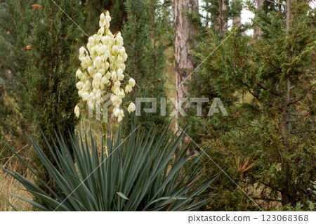 Yucca gloriosa with flowers Yucca gloriosa with flowers 123068368