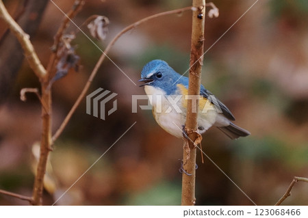 藍鳥_雄性藍白霸鶲 123068466