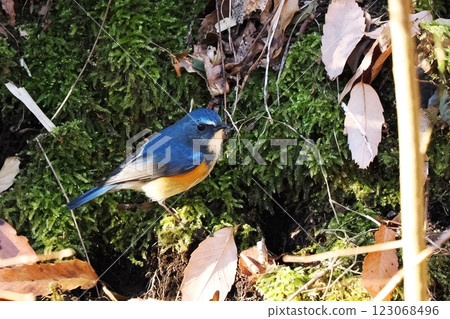 藍鳥_雄性藍白霸鶲 123068496