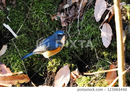 藍鳥_雄性藍白霸鶲 123068498