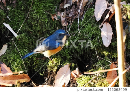 藍鳥_雄性藍白霸鶲 123068499