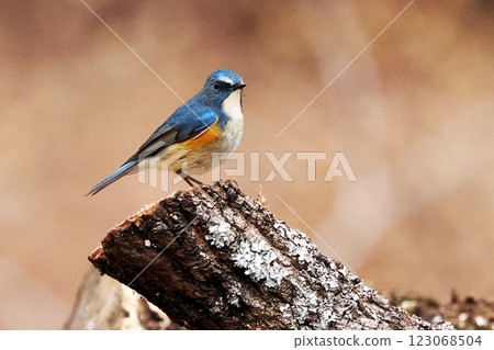 藍鳥_雄性藍白霸鶲 123068504