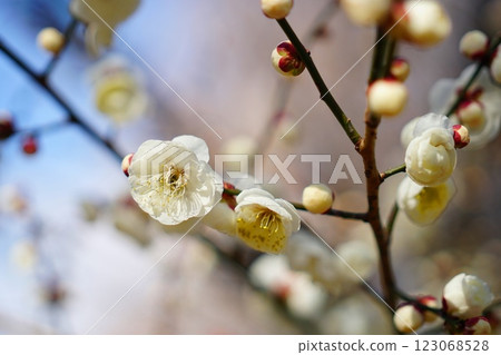 White plum shining in the blue sky White plum shining in the blue sky 123068528