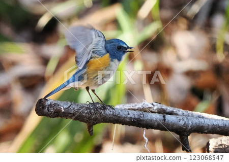 藍鳥_雄性藍白霸鶲 藍鳥_雄性藍白霸鶲 123068547