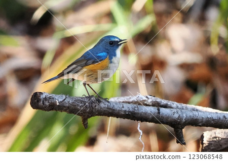 藍鳥_雄性藍白霸鶲 123068548