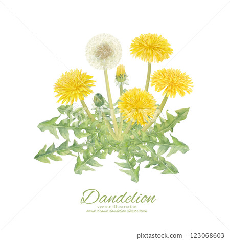 用水彩繪製的蒲公英花和絨毛的向量插圖 123068603