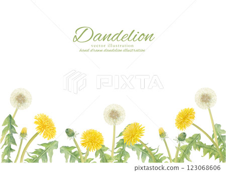 Vector illustration of dandelion flowers and fluff drawn by watercolor 123068606