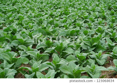Planting a row of tobacco plants in a farmer's field. 123068634