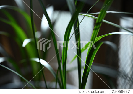 Kanran leaves 123068637