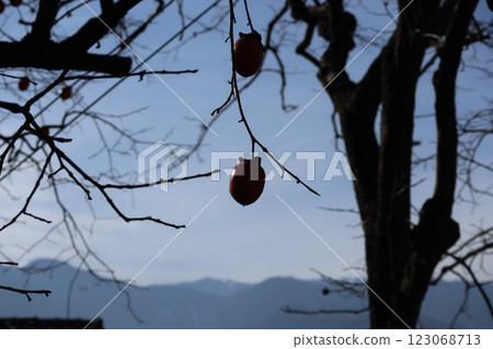 柿子的輪廓在北阿爾卑斯山的映襯下閃閃發光 123068713