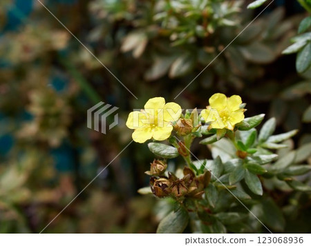Potentilla fruticosa with yellow flowers in summer 123068936