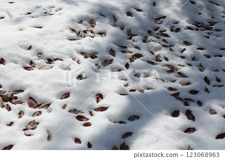 Fallen leaves buried in snow Fallen leaves buried in snow 123068963