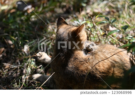 A cat relaxing in the sun in winter A cat relaxing in the sun in winter 123068996