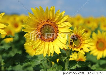 Omuta City Sunflower Field, Omuta City Sunflower Field, 123069155