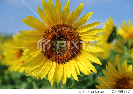 Omuta City Sunflower Field, 123069157