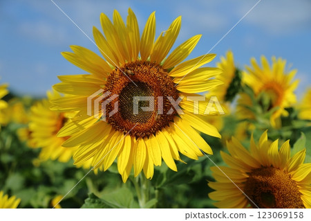 Omuta City Sunflower Field, 123069158