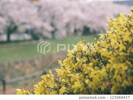 Tama City - Film photo of a riverside avenue with yellow spring flowers and cherry blossoms in full bloom 123069457
