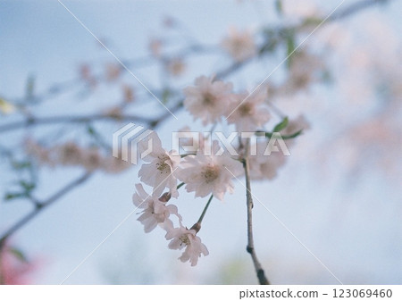 一張特寫照片，一棵淡粉紅色的垂枝櫻花樹在藍天下美麗地綻放，它是如此的嬌嫩，看起來好像只要一碰它就會散架。 123069460
