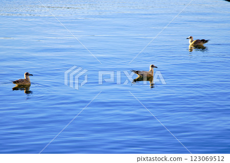 Three seagulls gracefully floating on calm blue water 123069512