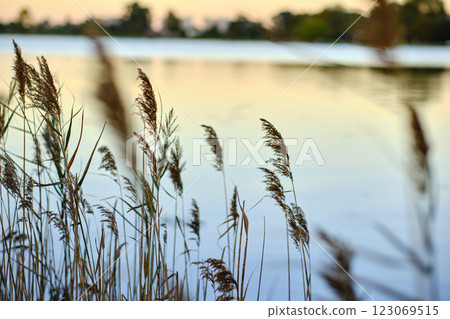 Common reeds swaying in the wind by a lake at sunset 123069515