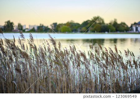 Common reed blowing in the wind by the lake at sunset 123069549