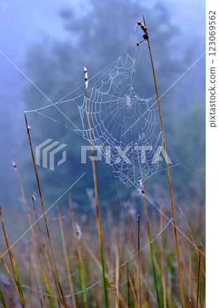 Dewy spiderweb hanging between blades of grass in misty field 123069562