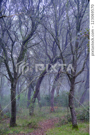 Fog entering the magical oak forest on a cold autumnal day Fog entering the magical oak forest on a cold autumnal day 123069570
