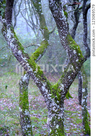 Moss growing on oak trees in misty forest Moss growing on oak trees in misty forest 123069579