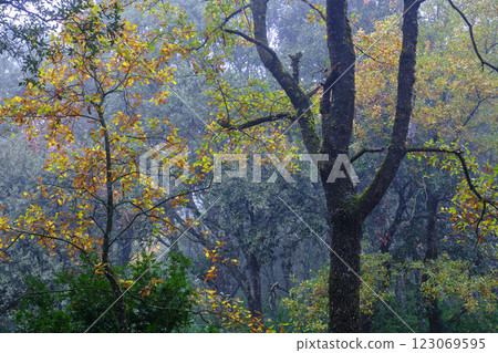 Autumn colors in misty oak forest landscape Autumn colors in misty oak forest landscape 123069595