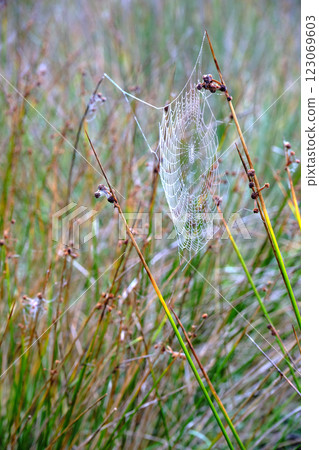 Delicate spider web glimmering in morning dew 123069603