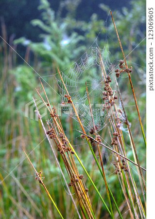 Spider web glistening with dew on reeds in wetland habitat 123069605